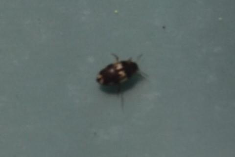 Hydroglyphus sp.